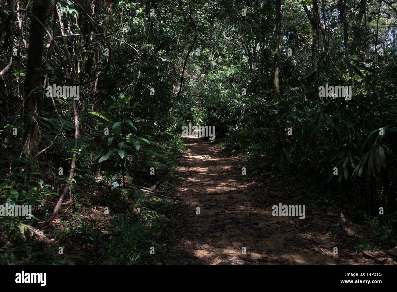 Réserve forestière de Sinharaja. Le Sri Lanka. Banque D'Images