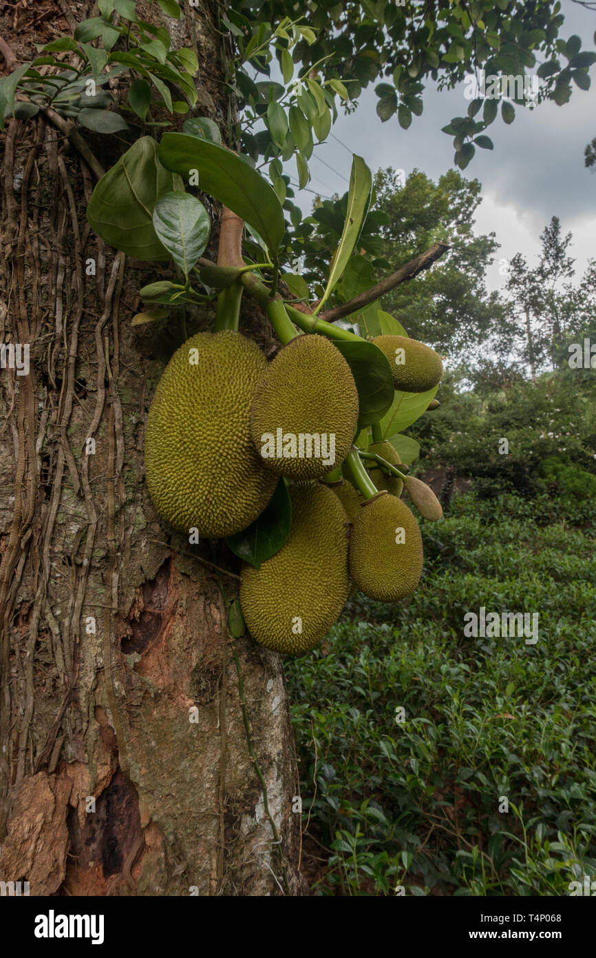 Artocarpus heterophyllus Jack fruit hanging on tree. Jaque appartient à la fig, mûrier, arbre à pain et de famille. Sri Lanka Banque D'Images