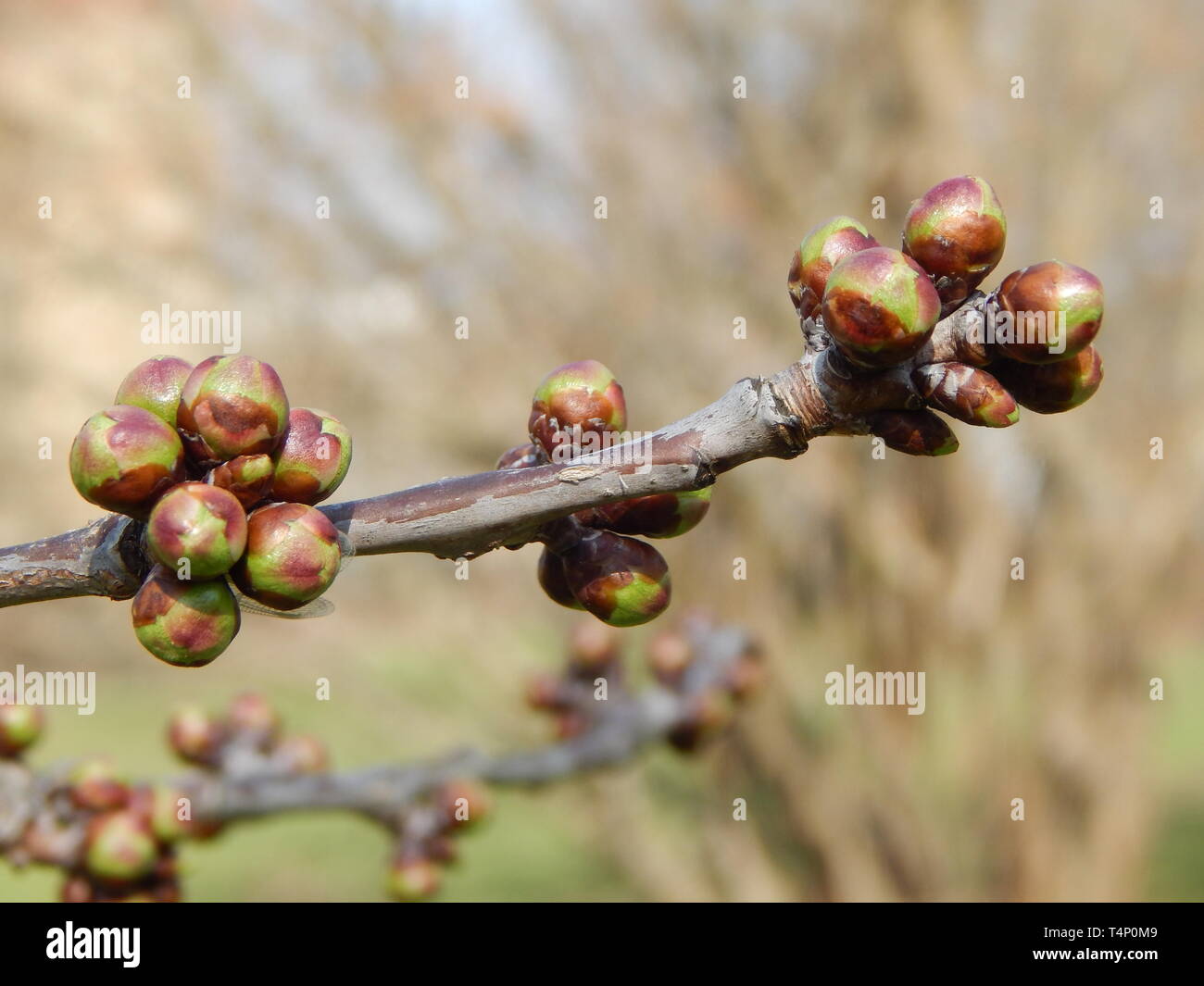 Cherry Tree bud dans le printemps ! Banque D'Images