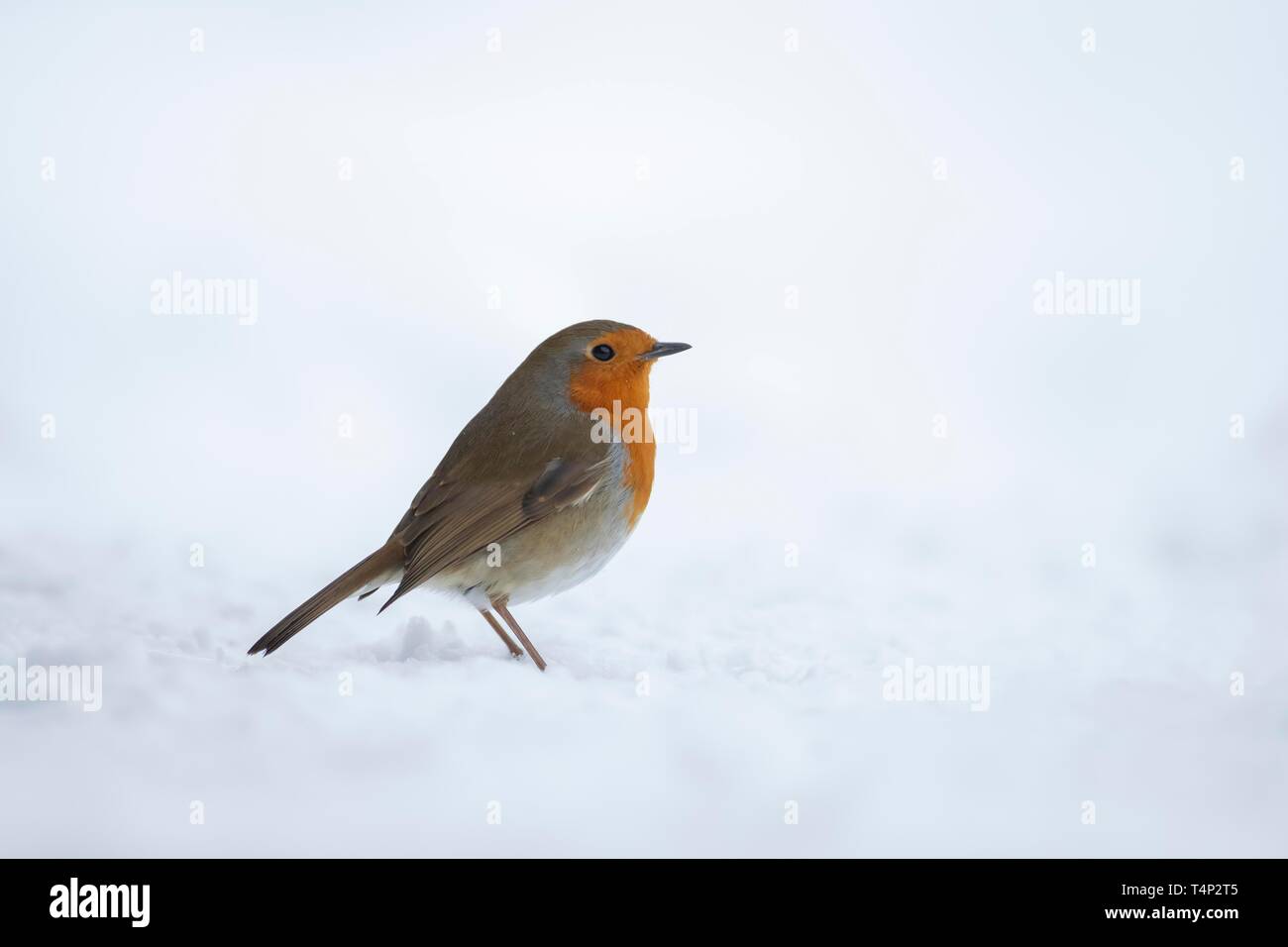 European robin (Erithacus rubecula aux abords), debout dans la neige, Suffolk, Angleterre, Royaume-Uni Banque D'Images