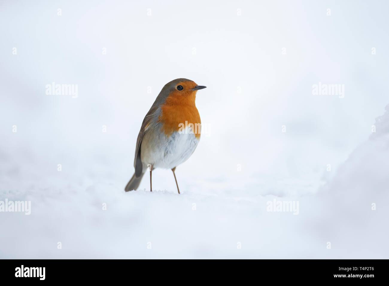 European robin (Erithacus rubecula aux abords), debout dans la neige, Suffolk, Angleterre, Royaume-Uni Banque D'Images