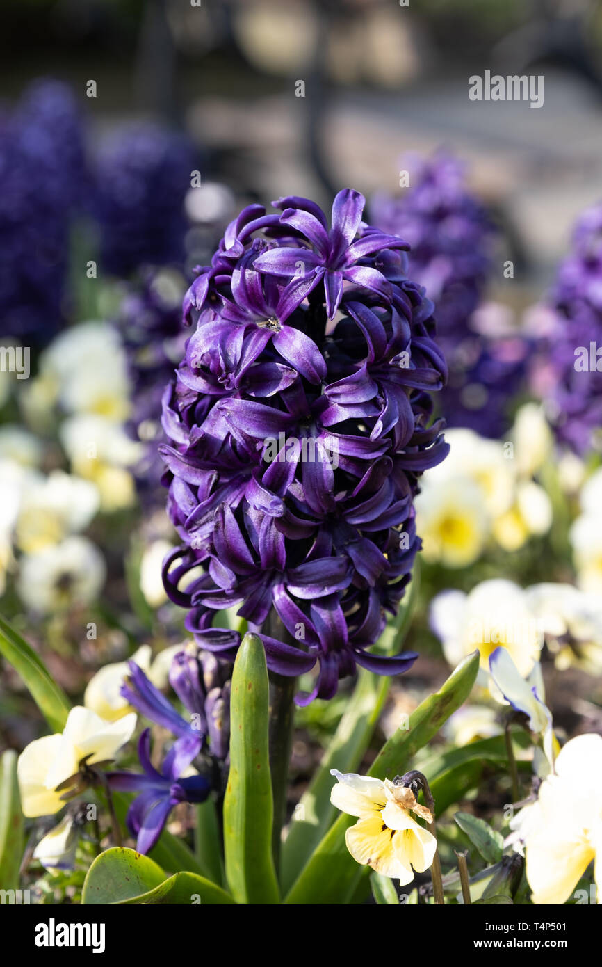 Fleur pourpre au printemps. Fleur de printemps Banque D'Images