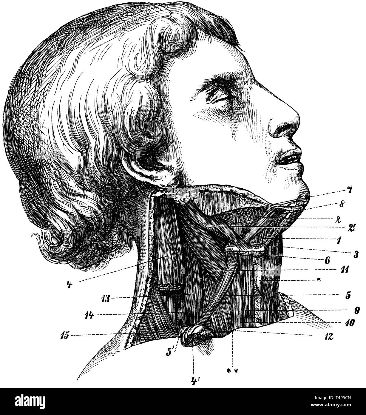 Les muscles du cou du côté droit du corps, anonym 1887 Banque D'Images