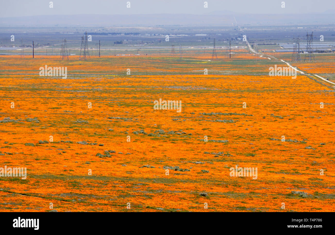 Coquelicots Orange. Eschscholzia californica. Goldenfields jaune. Lasthenia californica.Super Bloom, Antelope Valley, à réserver, en Californie, aux États-Unis. Banque D'Images