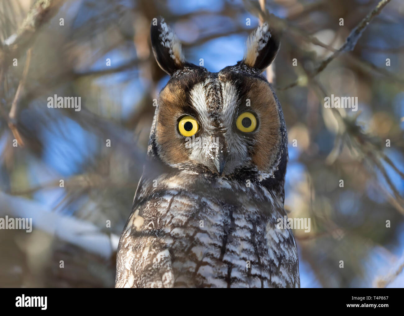 Long-eared Owl Asio otus perché sur une branche sous un cèdre en hiver au Canada Banque D'Images