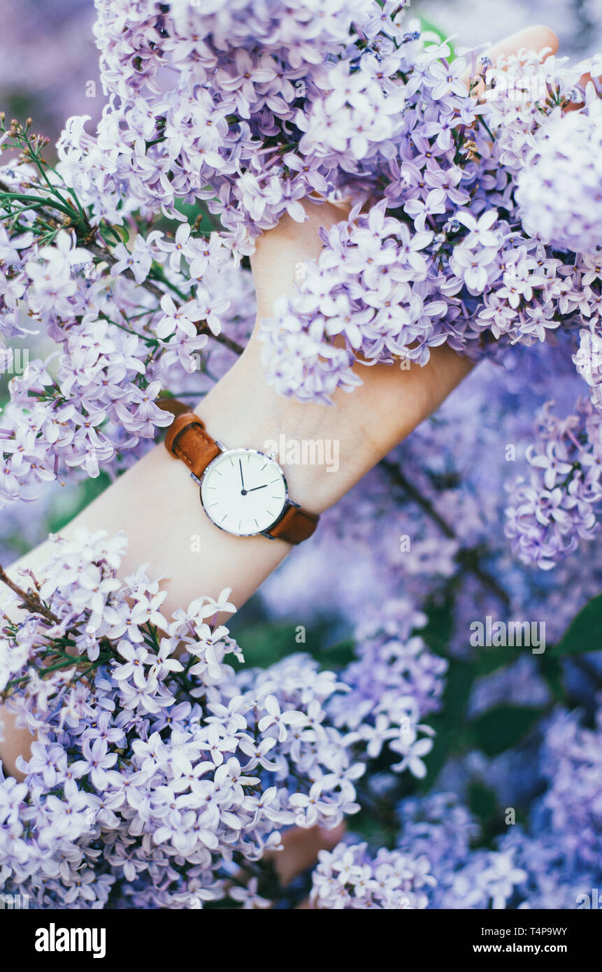 Arbre de lilas Banque D'Images