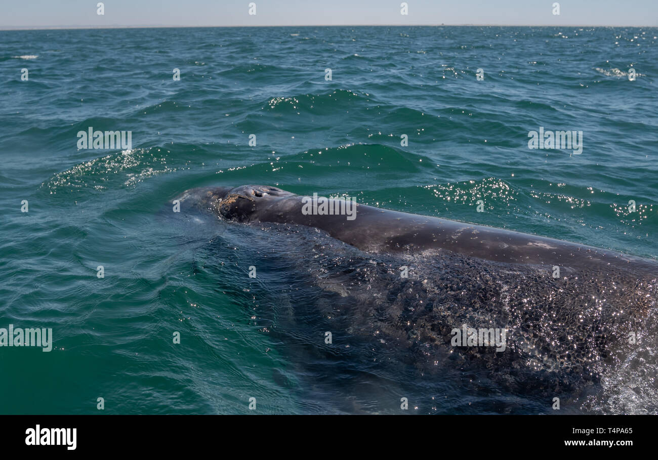 La baleine grise (Eschrichtius robustus) surfaces au large de la côte de Baja California, au Mexique. Banque D'Images