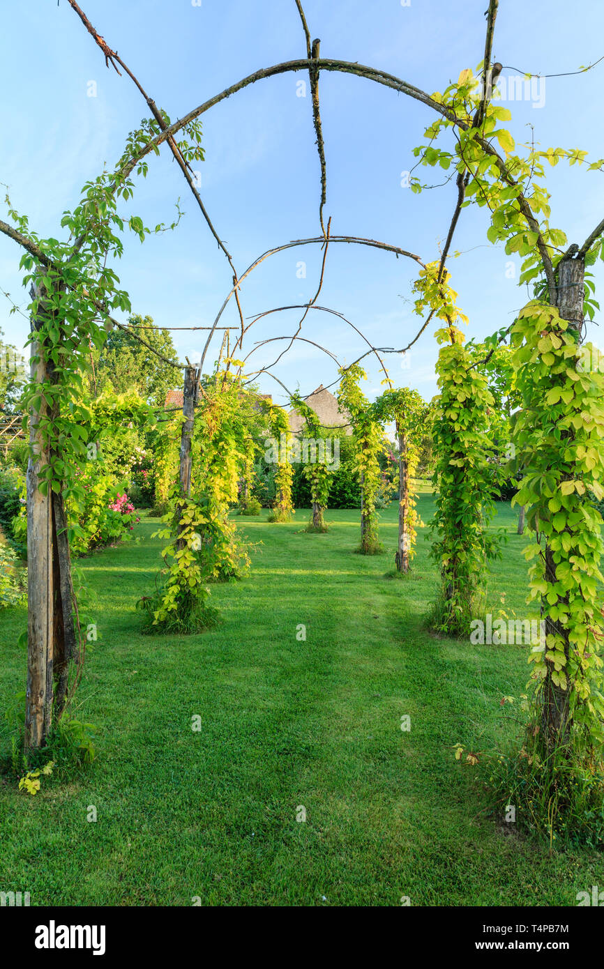 Les jardins de Roquelin, Les jardins de Roquelin, France : long tunnel pergola plantée avec golden houblon (Humulus lupulus 'Aureus') et de vignes vierges avec 5 Banque D'Images