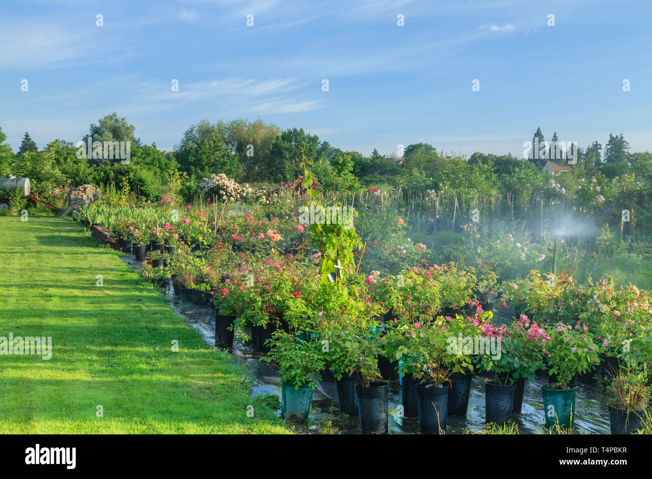 Les jardins de Roquelin, Les jardins de Roquelin, France : la pépinière (mention obligatoire du nom du jardin et d'édition uniquement) Banque D'Images