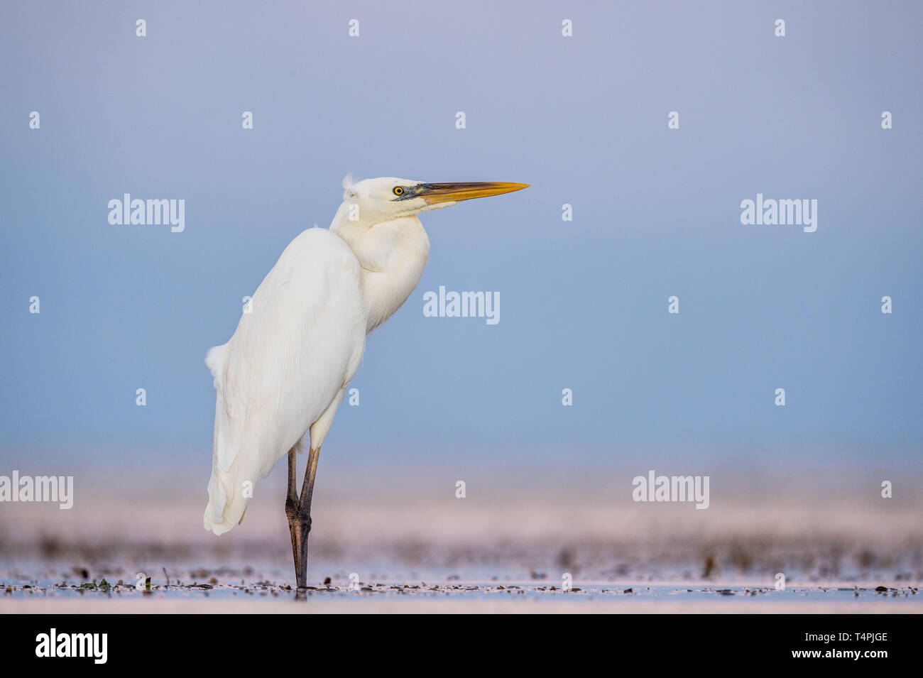 La grande aigrette , également connu sous le nom de la grande aigrette, aigrette garzette, ou grande aigrette ou grand héron blanc. Nom scientifique : Ardea alba. L'habitat naturel Banque D'Images