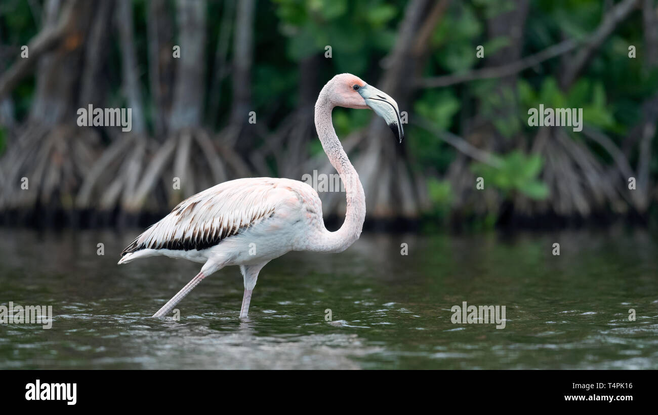 Flamingo juvéniles ou caraïbes flamingo, nom scientifique : Phoenicopterus ruber ruber. Cuba. Banque D'Images