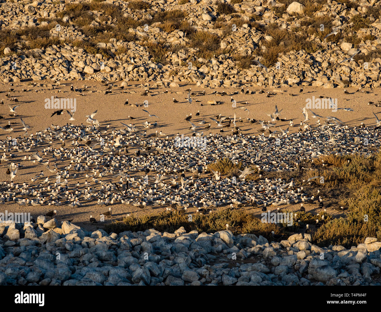 Thalasseus elegans sternes, élégant, la nidification dans une vaste colonie sur Isla Rasa, Baja California, Mexique Banque D'Images