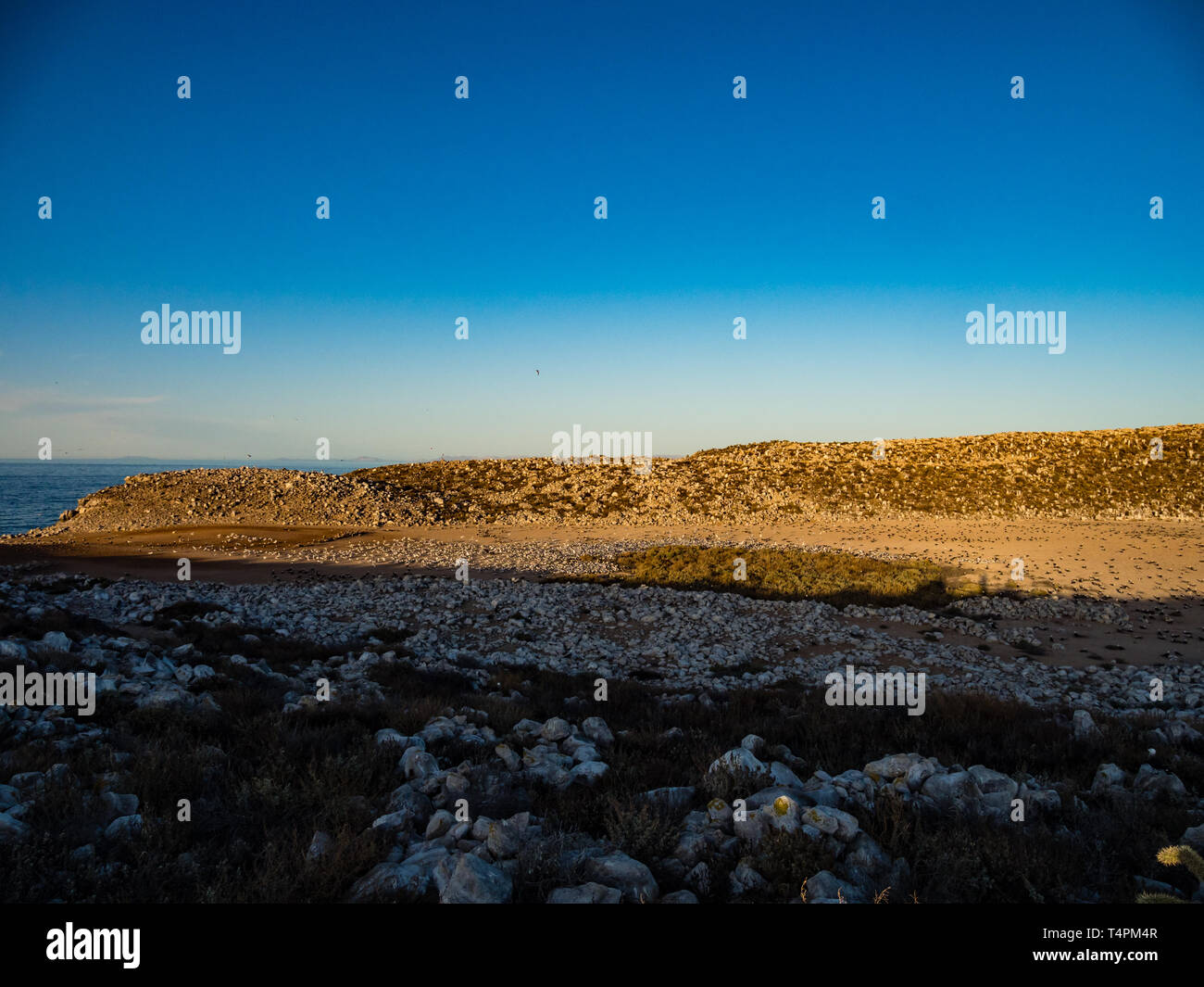 Thalasseus elegans sternes, élégant, la nidification dans une vaste colonie sur Isla Rasa, Baja California, Mexique Banque D'Images