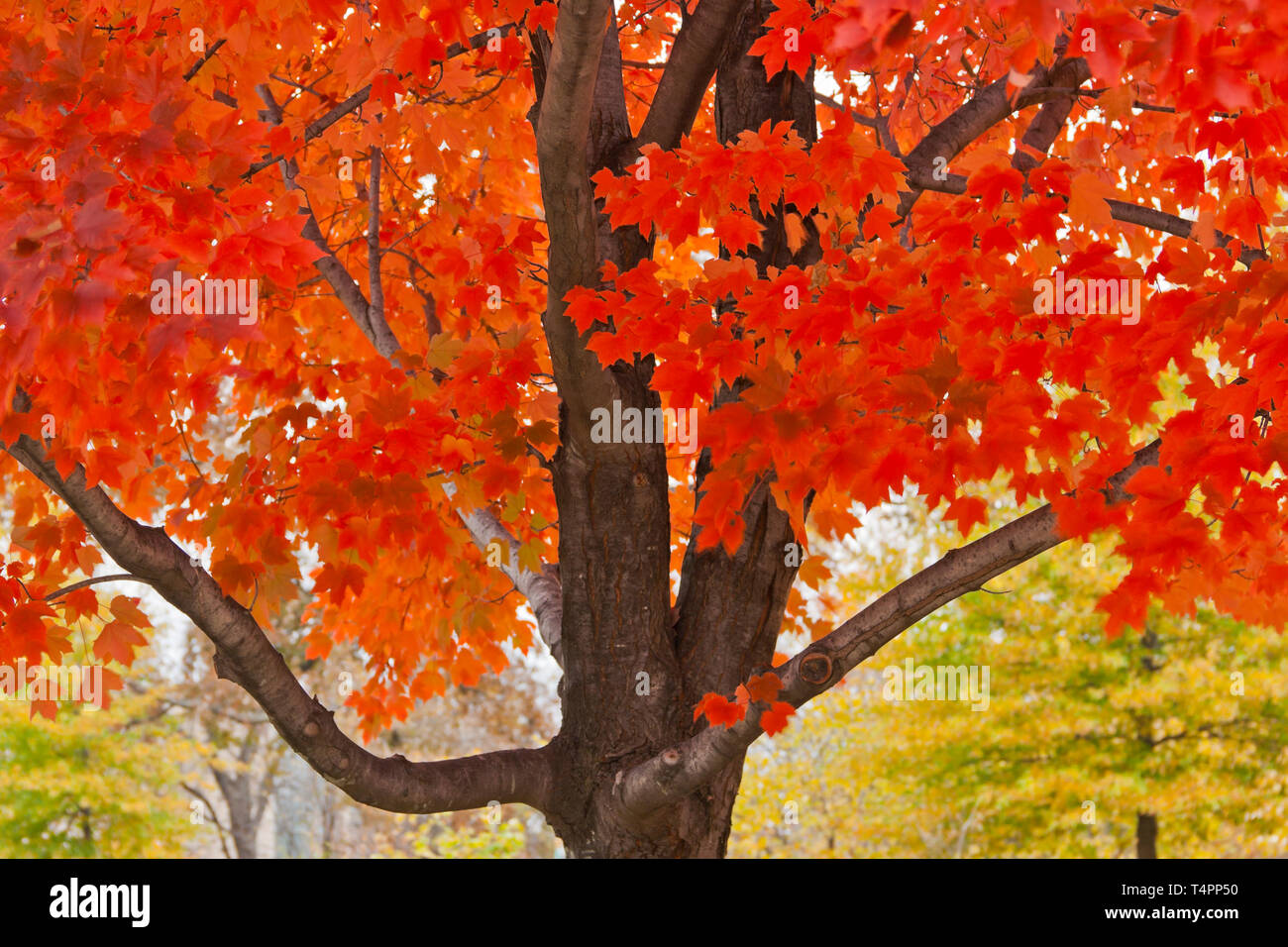 Les chambres lumineuses de l'automne feuillage pourpre d'un érable devrait illuminer les esprits même sur une morne journée. Saint Louis Forest Park sur la Journée des Anciens Combattants, 2013. Banque D'Images Les chambres lumineuses de l'automne feuillage pourpre d'un érable devrait illuminer les esprits même sur une morne journée. Saint Louis Forest Park sur la Journée des Anciens Combattants, 2013. Banque D'Images