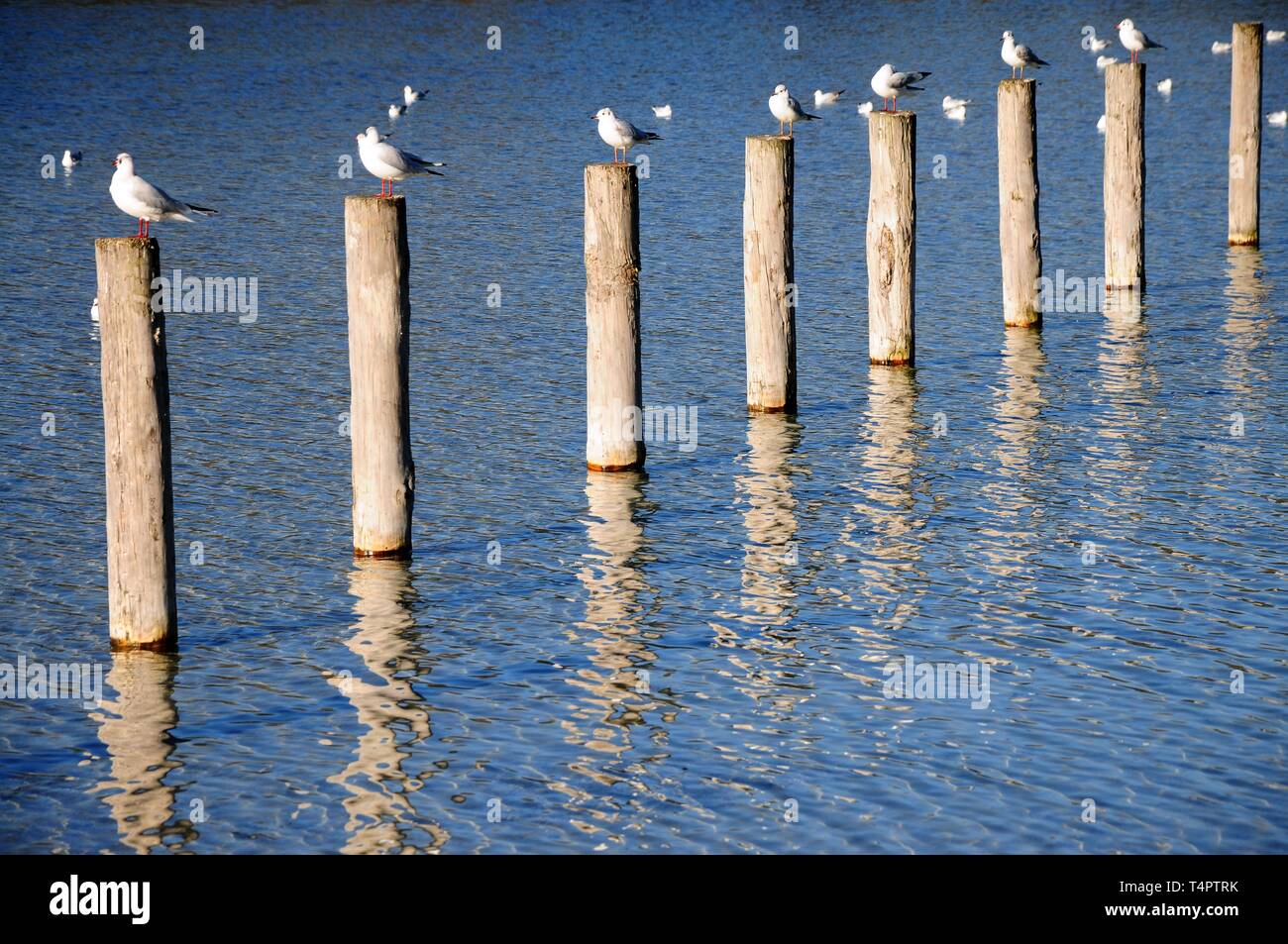 Mouettes sur poteaux de bois, Kuhsee, Augsburg, Schwaben, Bayern, Germany, Europe Banque D'Images