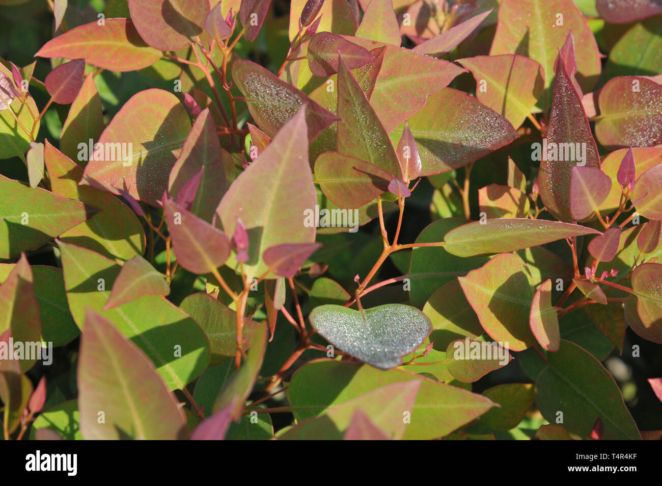 Libre de feuilles d'eucalyptus florissant Banque D'Images