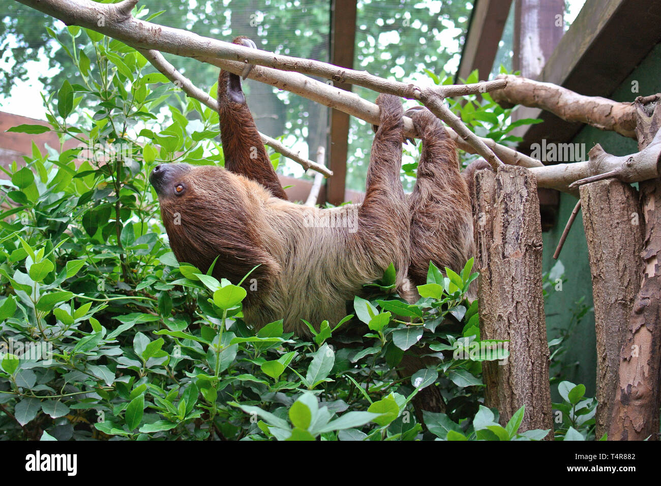Choloepus Didactylus deux-toed Sloth l'escalade à l'envers sur la pendaison tree branch Banque D'Images