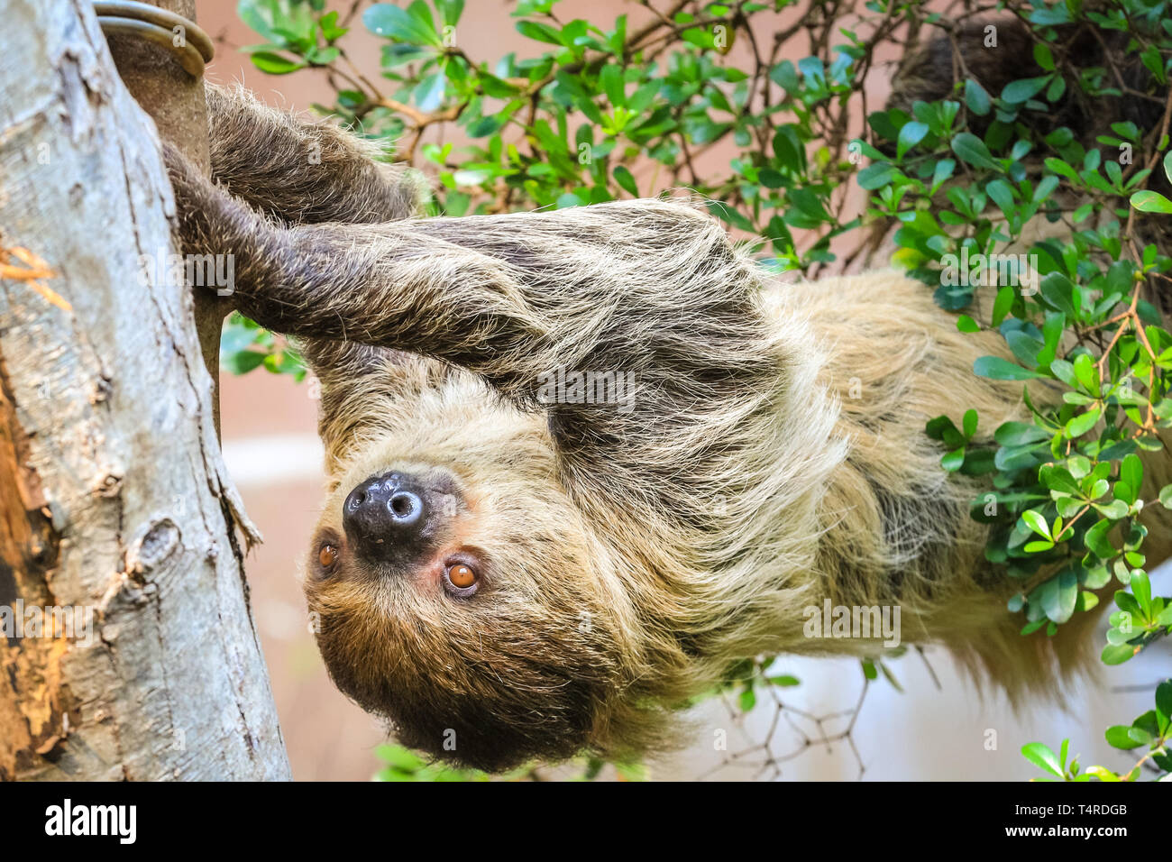 ZSL London Zoo, Londres, Royaume-Uni, 18 avril 2019. Léandre, un homme paresseux à deux doigts de Linné, paresseux (Choloepus didactylus) décide d'avoir une longue, tout en paressant dans le beau soleil de Londres au Regent's Park Place. Des paresseux sont le plus lent du monde, de mammifères et de dormir environ 15 heures par jour, donc un peu stretch est grande activité dans l'indolence. Credit : Imageplotter/Alamy Live News Banque D'Images