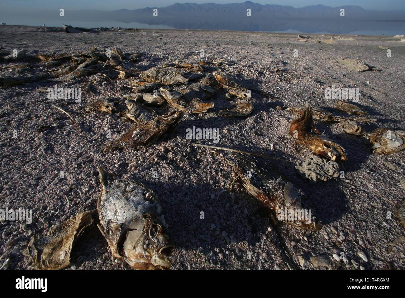 Bombay Beach, Californie, USA. 11Th Feb 2016. Les poissons morts sur les rives du lac Salton. La Salton Sea est une solution saline, peu profond, le lac du rift endoréique situé directement sur la faille de San Andreas, principalement dans le sud de la Californie et de l'empire des vallées Coachella. Le point le plus profond de la mer est de 5 pi (1,5 m) plus haut que le point le plus bas de la vallée de la mort. La dernière entrée d'eau du fleuve Colorado maintenant fortement contrôlée a été créé accidentellement par les ingénieurs de la Société de développement de la Californie en 1905. L'écoulement résultant submergé le canal d'ingénierie, et la rivière coulait int Banque D'Images