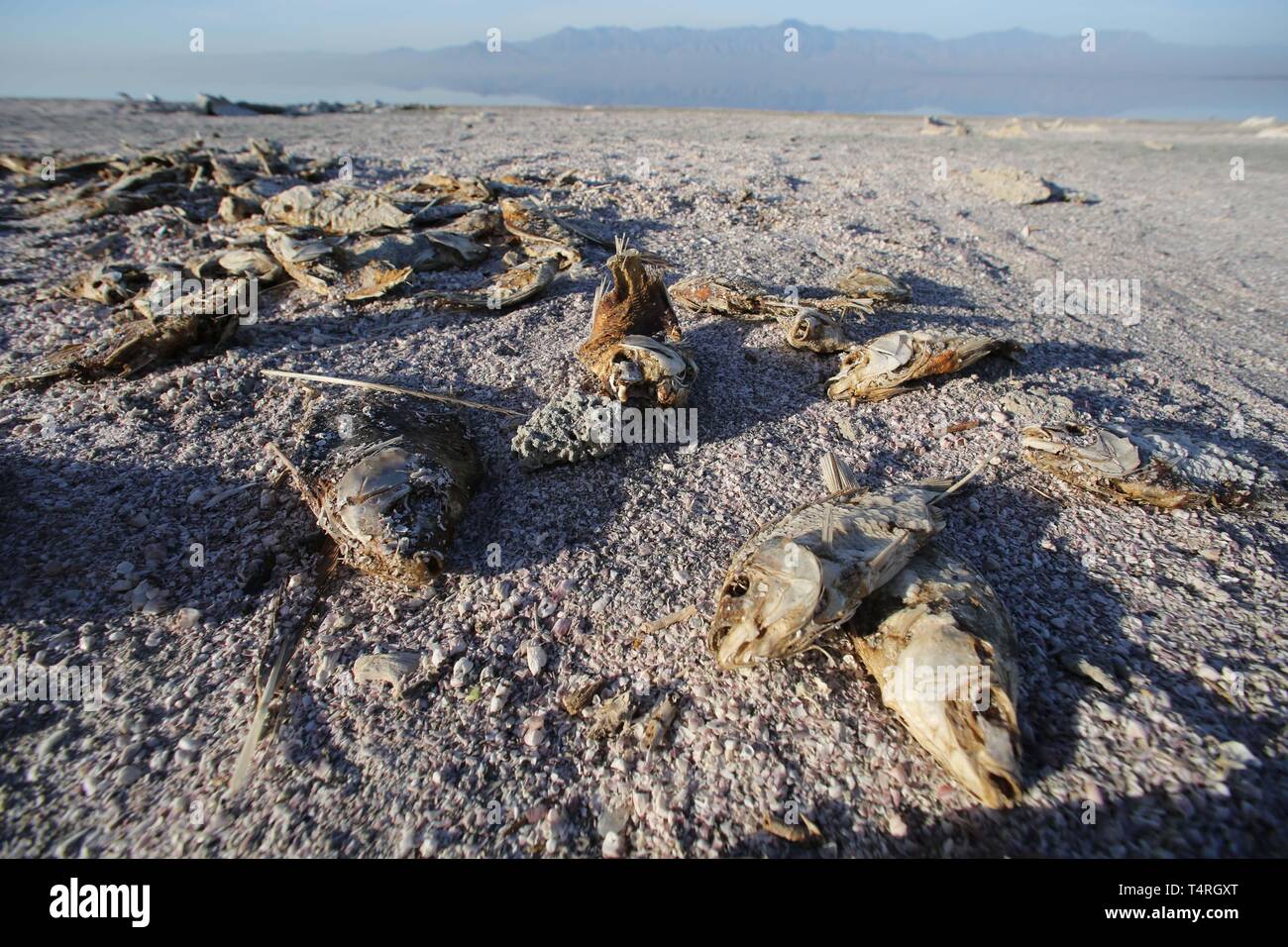 Bombay Beach, Californie, USA. 11Th Feb 2016. Les poissons morts sur les rives du lac Salton. La Salton Sea est une solution saline, peu profond, le lac du rift endoréique situé directement sur la faille de San Andreas, principalement dans le sud de la Californie et de l'empire des vallées Coachella. Le point le plus profond de la mer est de 5 pi (1,5 m) plus haut que le point le plus bas de la vallée de la mort. La dernière entrée d'eau du fleuve Colorado maintenant fortement contrôlée a été créé accidentellement par les ingénieurs de la Société de développement de la Californie en 1905. L'écoulement résultant submergé le canal d'ingénierie, et la rivière coulait int Banque D'Images