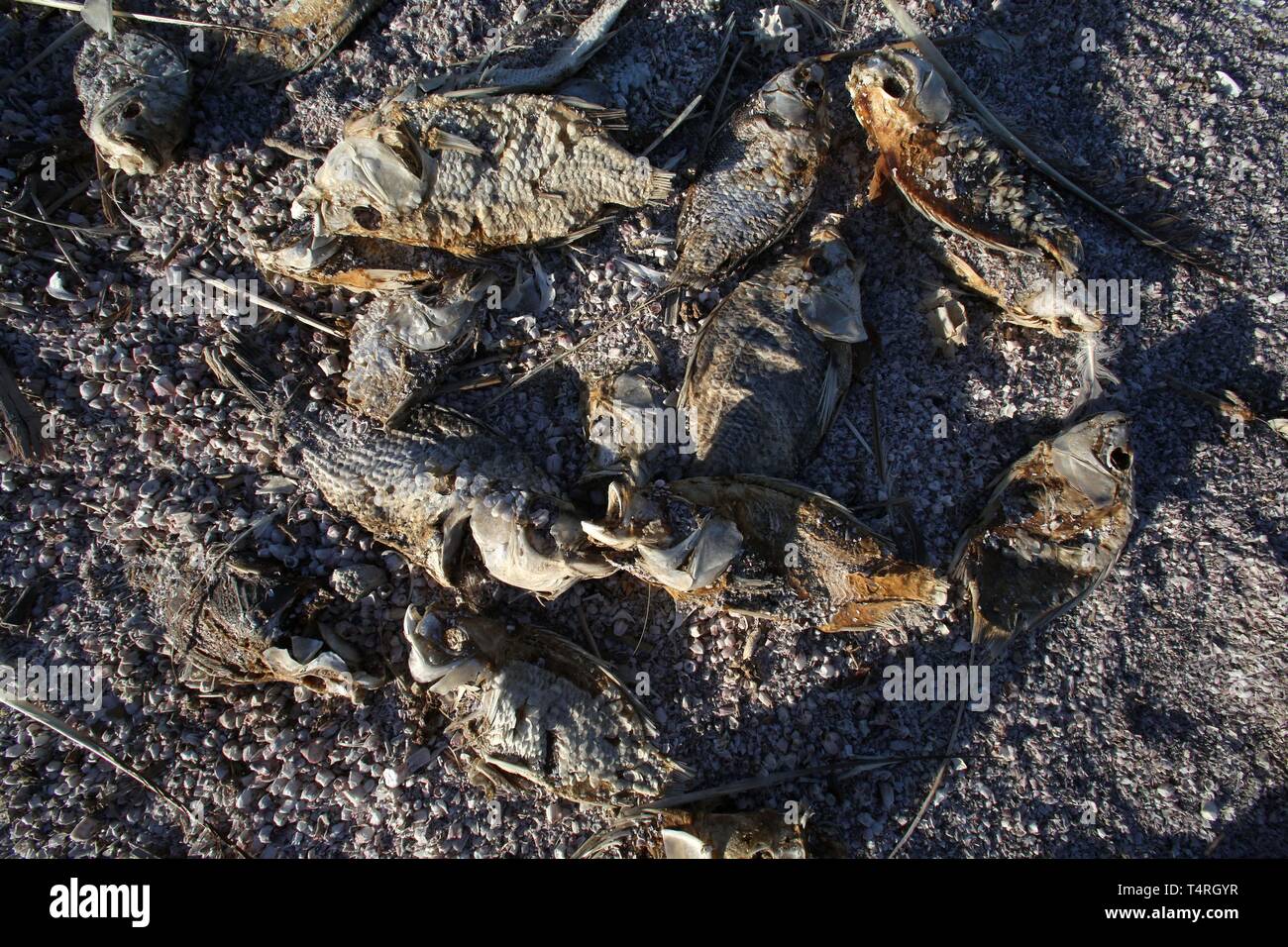 Bombay Beach, Californie, USA. 11Th Feb 2016. Les poissons morts sur les rives du lac Salton. La Salton Sea est une solution saline, peu profond, le lac du rift endoréique situé directement sur la faille de San Andreas, principalement dans le sud de la Californie et de l'empire des vallées Coachella. Le point le plus profond de la mer est de 5 pi (1,5 m) plus haut que le point le plus bas de la vallée de la mort. La dernière entrée d'eau du fleuve Colorado maintenant fortement contrôlée a été créé accidentellement par les ingénieurs de la Société de développement de la Californie en 1905. L'écoulement résultant submergé le canal d'ingénierie, et la rivière coulait int Banque D'Images