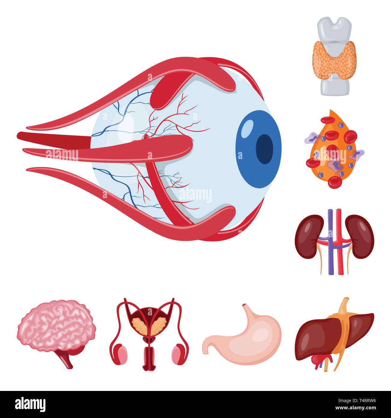 Globe oculaire,,dorsale,sang,rein,cerveau estomac foie,urinaire,,eye,plasma,spinal,esprit,system,tube,cornée,os,cell,renseignement,haricots,excrétrice,corps gastrique,muscle,couches,capot,,science,transplantation,vessie organe interne,anatomie,médical,des,santé,biologie,scientifique,recherche,,laboratoire,set,icône,,illustration,collection,isolé,design,graphisme,élément signe,caricature,couleur,vecteurs vecteur , Illustration de Vecteur
