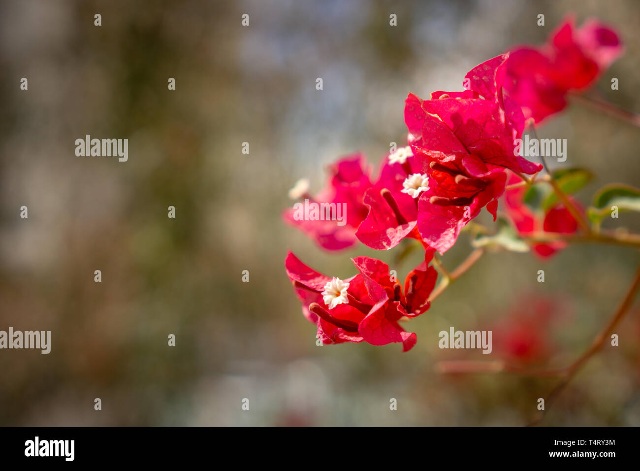 Un buisson rouge en fleur Banque D'Images