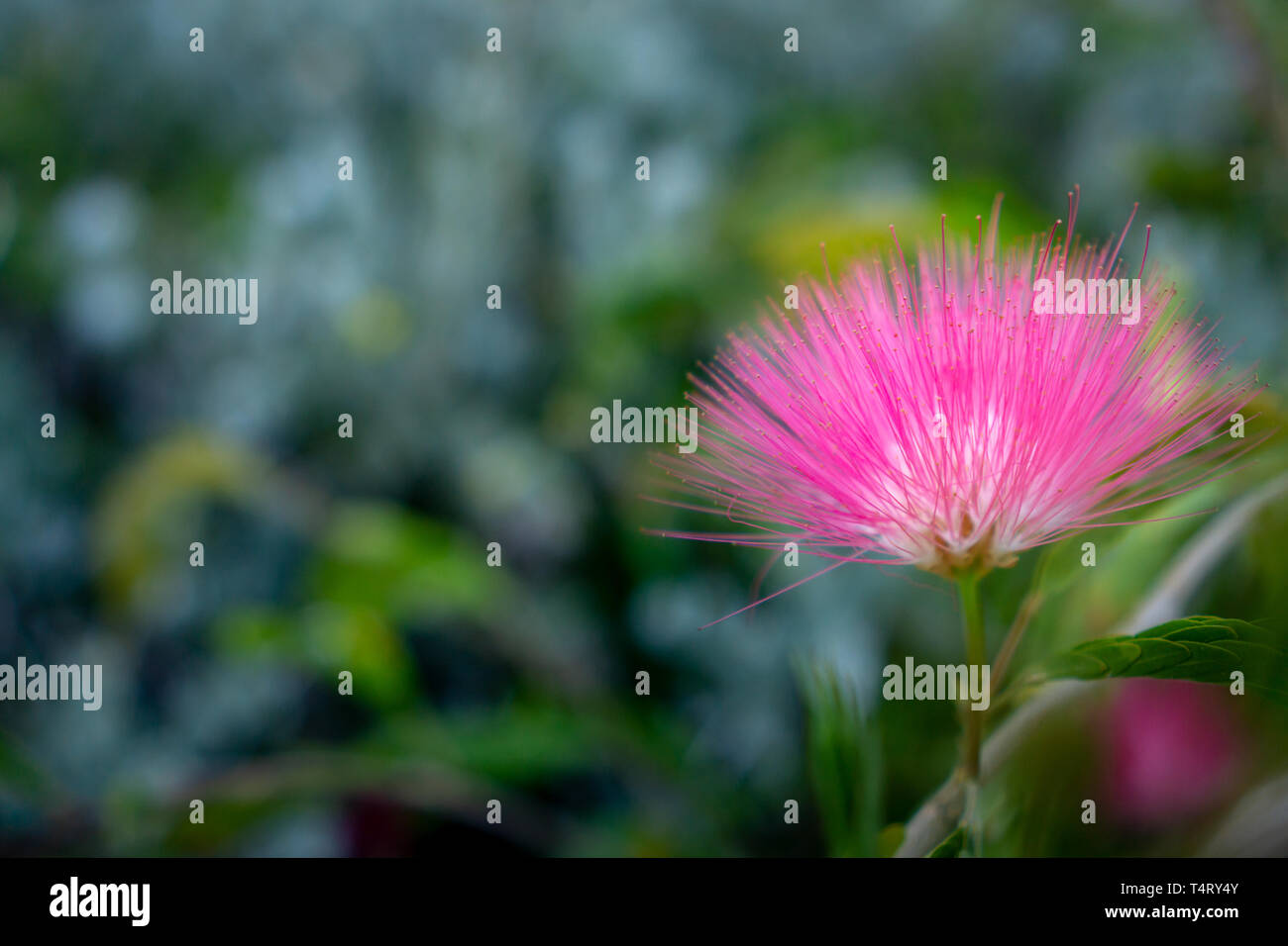 Pink powder Banque de photographies et d’images à haute résolution - Alamy