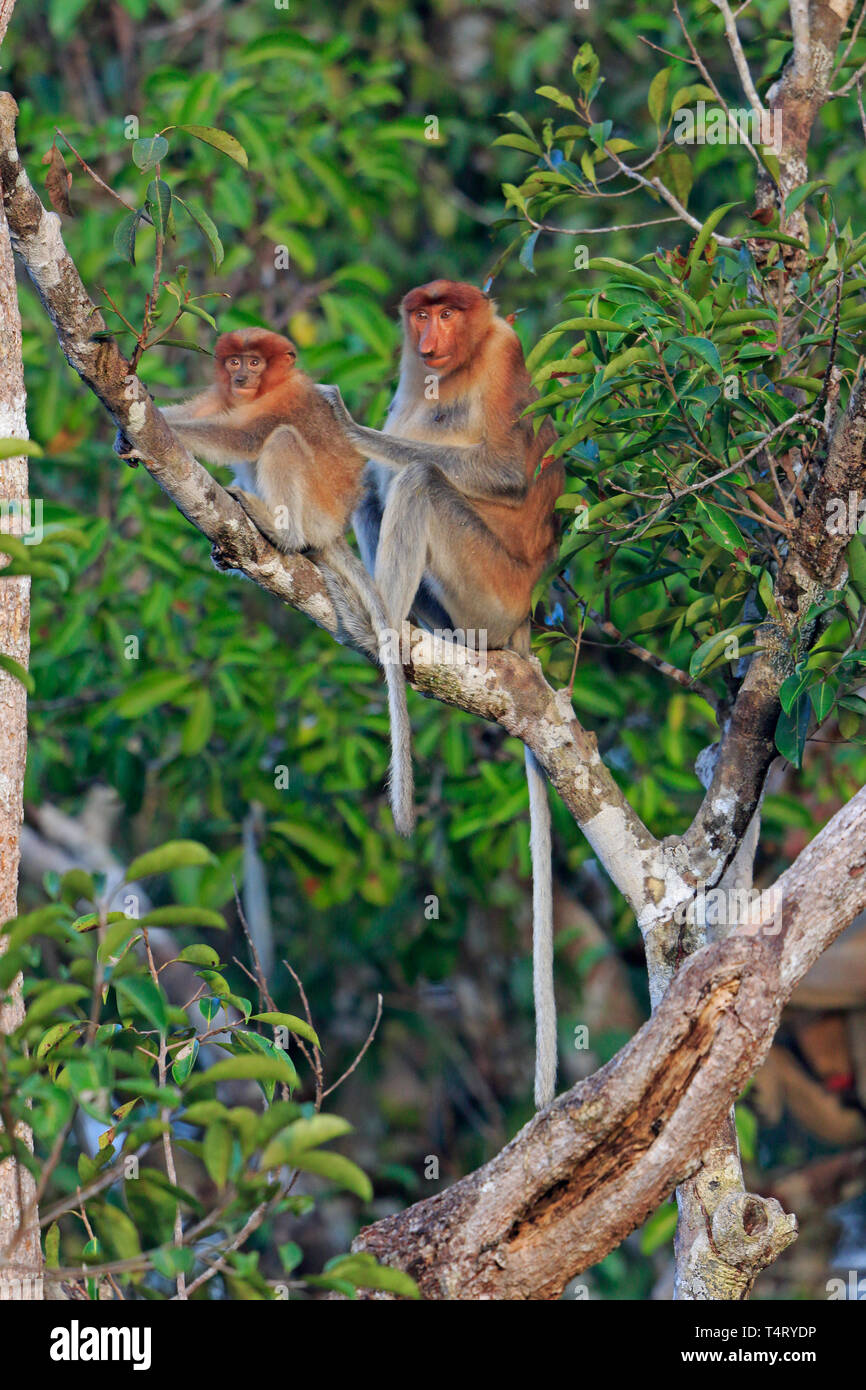 Des profils Proboscis Monkey toiletter un jeune de Tanjung Mettre Kalimantan Bornéo Indonésie Réserve Naturelle Banque D'Images