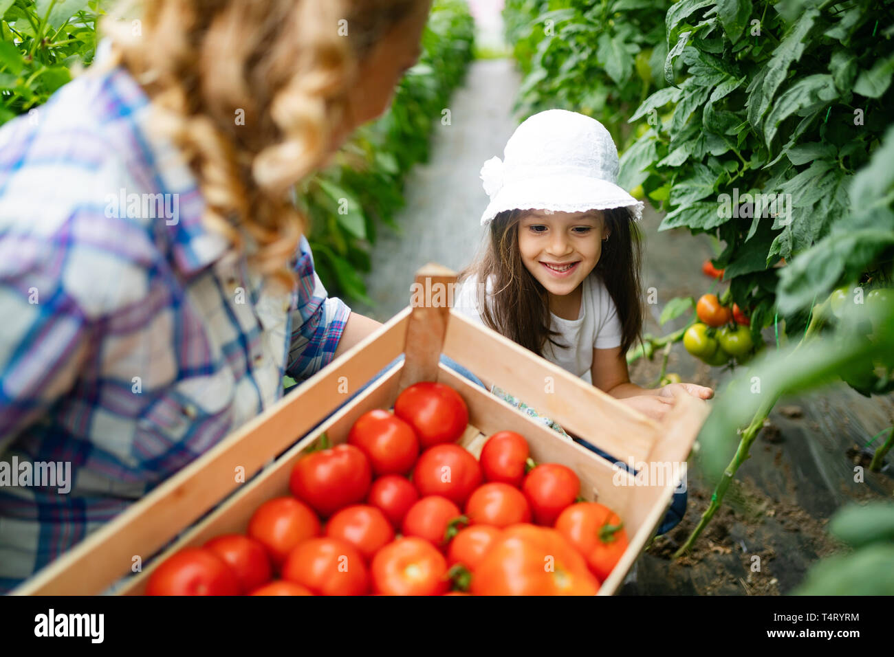 De plus en plus de la famille des légumes bio avec enfants et famille à la ferme Banque D'Images