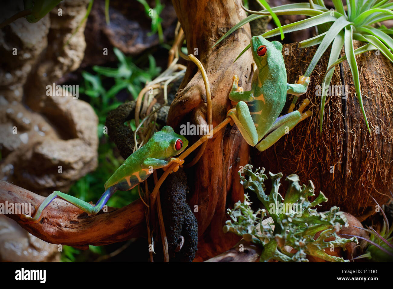 Les grenouilles aux yeux rouges dans le terrarium Banque D'Images