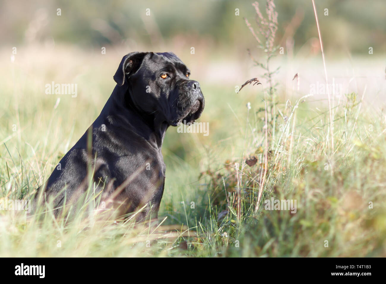 Young Cane Corso Photos Young Cane Corso Images Alamy