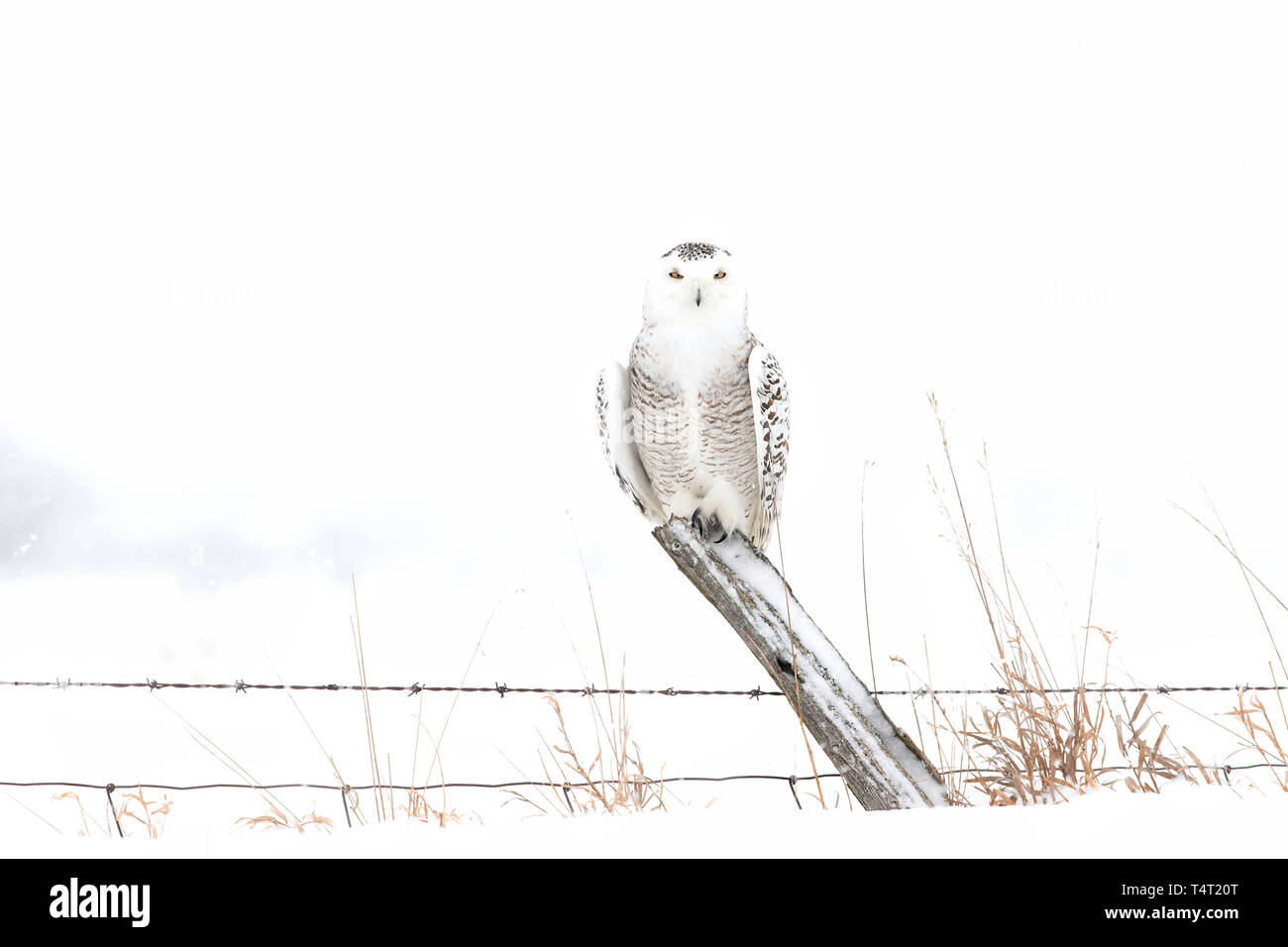 Une femelle Snowy Owl perché sur un poste de chasse d'hiver sur un terrain couvert de neige au Canada Banque D'Images