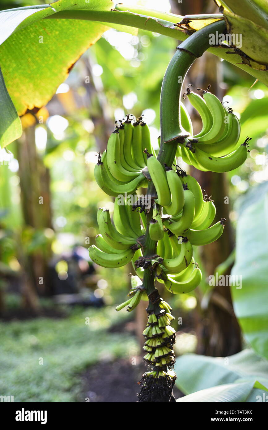 Banane Plantain Plantation Banque d'image et photos Alamy