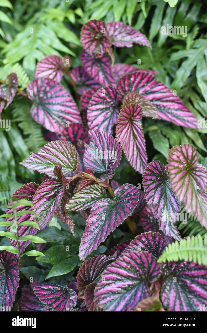 Begonia brevirimosa begoniaceae Banque de photographies et d’images à