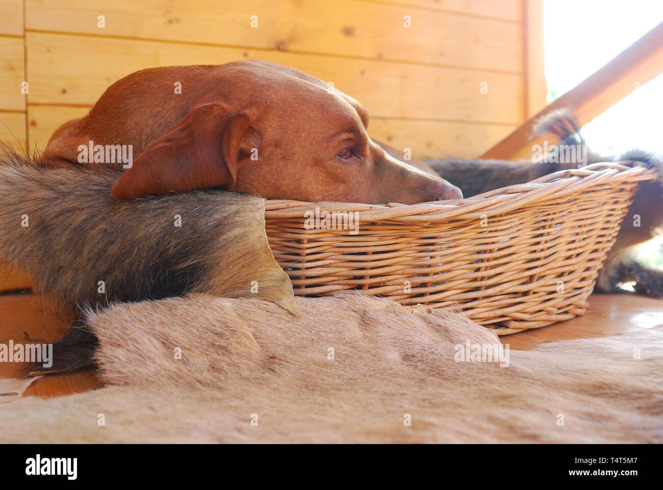 Hungarian Vizsla devint reposant dans le panier Banque D'Images