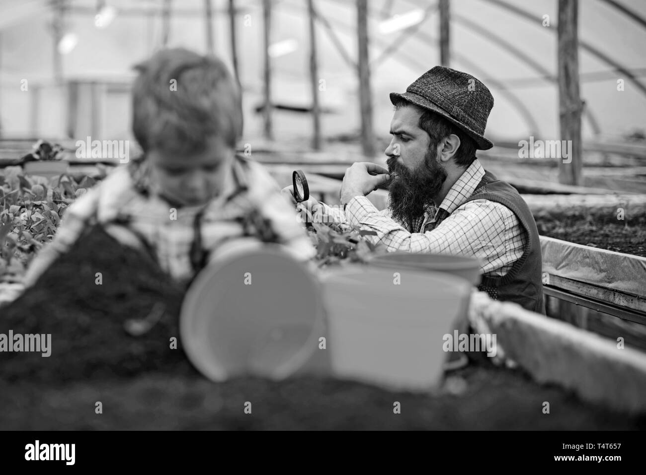 Regardant son jardinier la récolte au moyen de la loupe. Vue de côté barbu en gilet bleu, chemise jaune et fedora hat travaillant dans la maison verte. Smal Banque D'Images