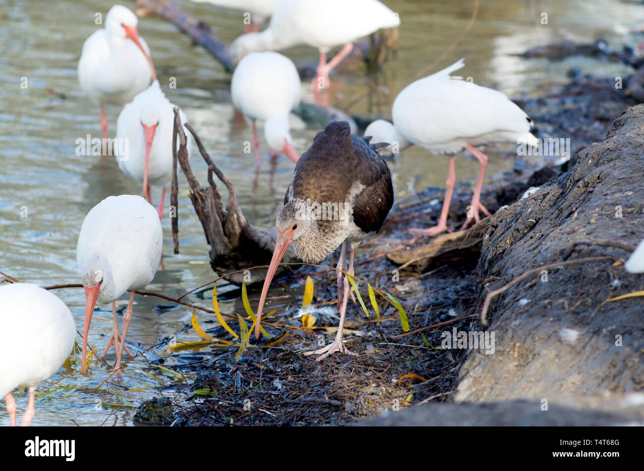 Un Ibis blanc américain immatures de fourrages avec les oiseaux adultes au bord des eaux dans le parc Lakeview Corpus Christi, Texas USA. Banque D'Images