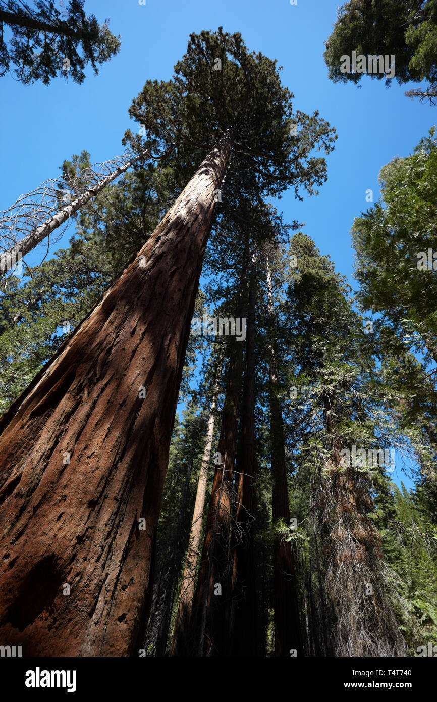 Le Séquoia géant, Mariposa Grove, Yosemite, en Californie, l'Amérique. Banque D'Images