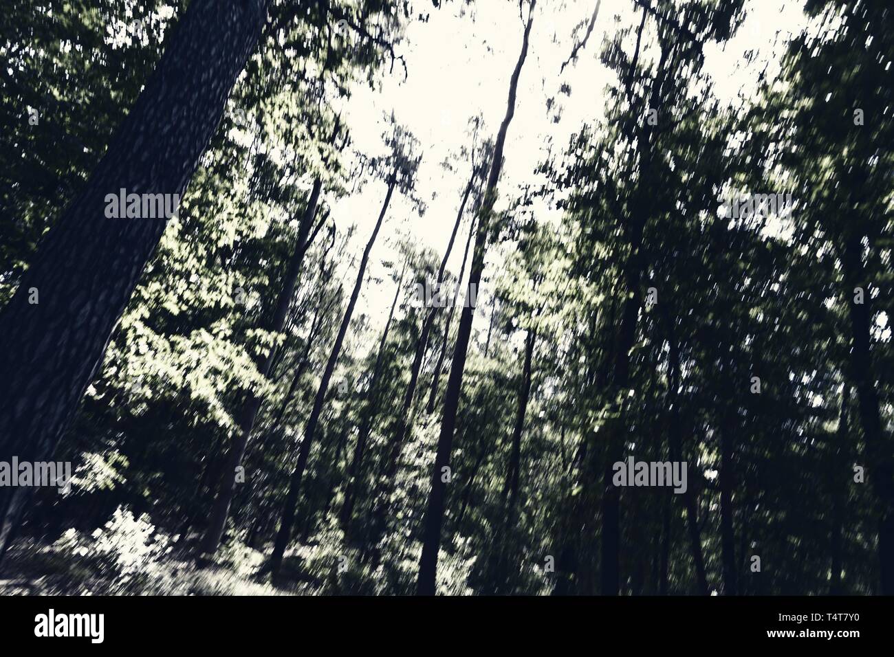 Danger dans la forêt, image symbolique Banque D'Images
