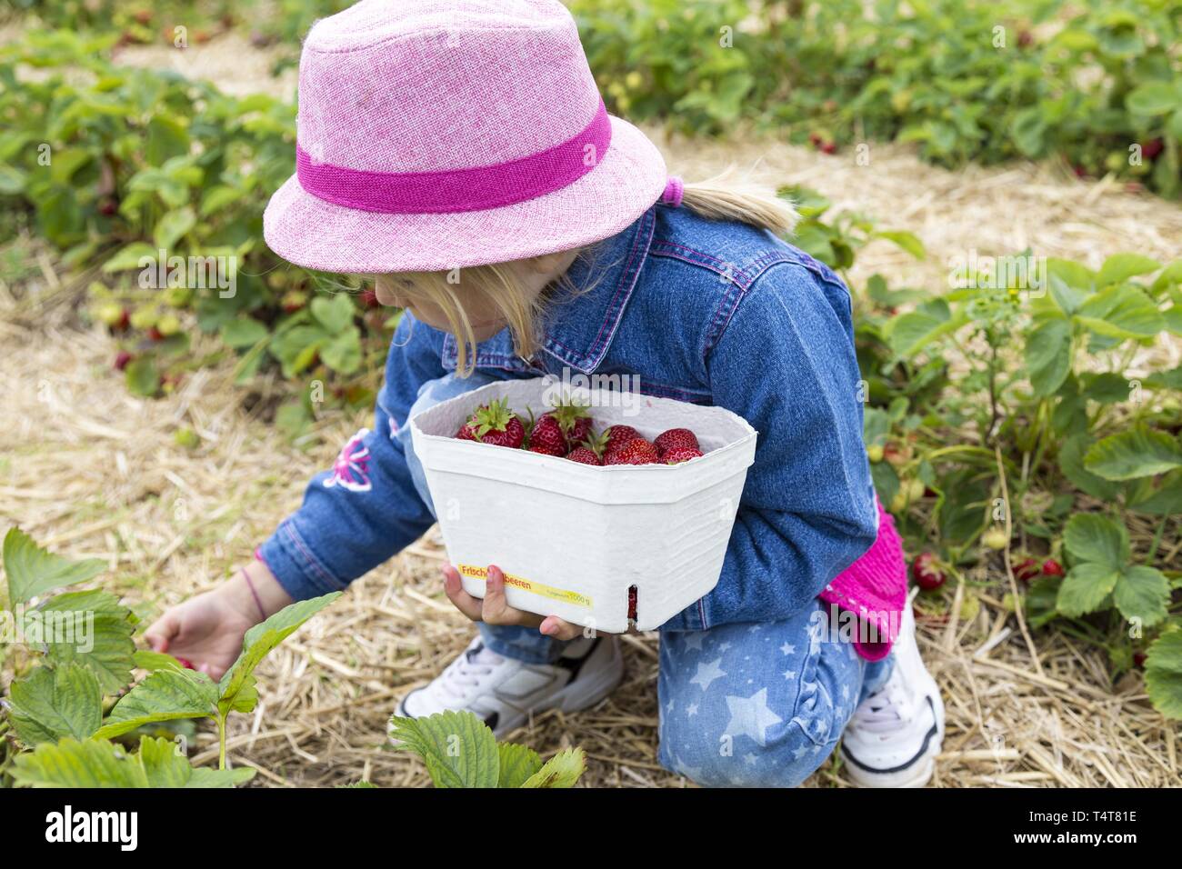Girl (6) dans le champ de fraises, Kiel, Allemagne Banque D'Images