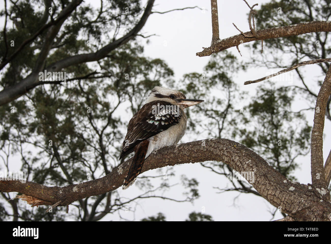 Laughing Kookaburra assis sur un arbre près d'Adélaïde, Australie du Sud Banque D'Images