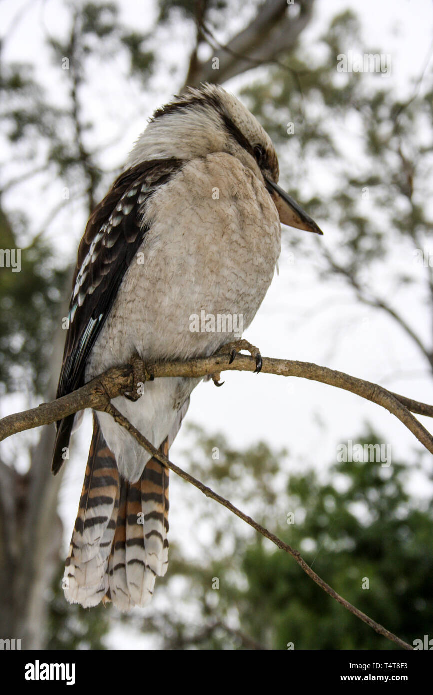 Laughing Kookaburra assis sur un arbre près d'Adélaïde, Australie du Sud Banque D'Images