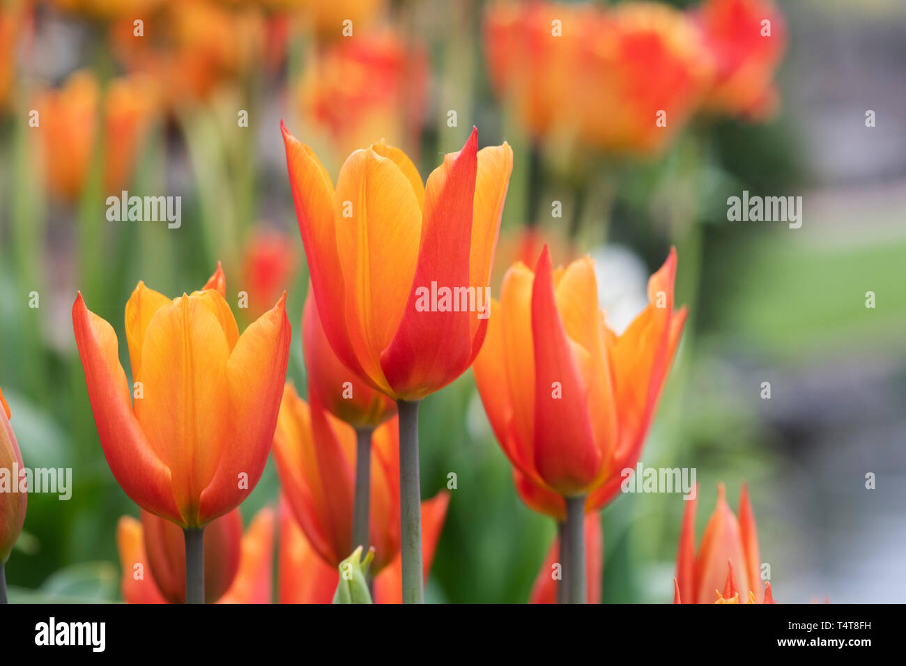 Tulipa 'Ballerina'. Lily flowered Tulip 'Ballerina' fleurit Banque D'Images