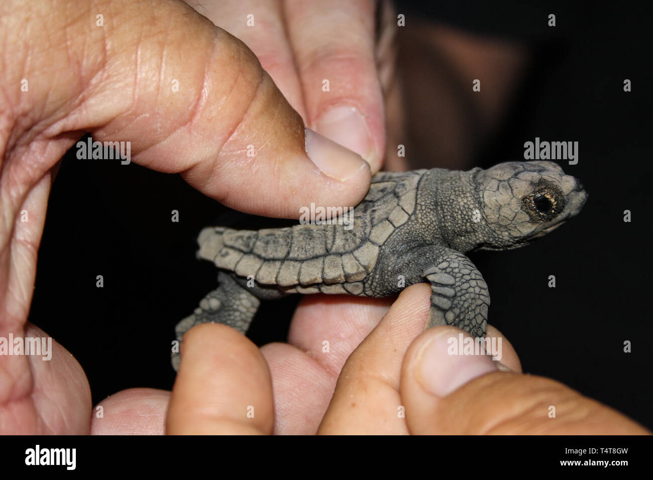 Tortue de mer loggerhead (Caretta caretta) hatchling à Mon Repos Beach, Australie tenue à la main et touché par l'autre main Banque D'Images
