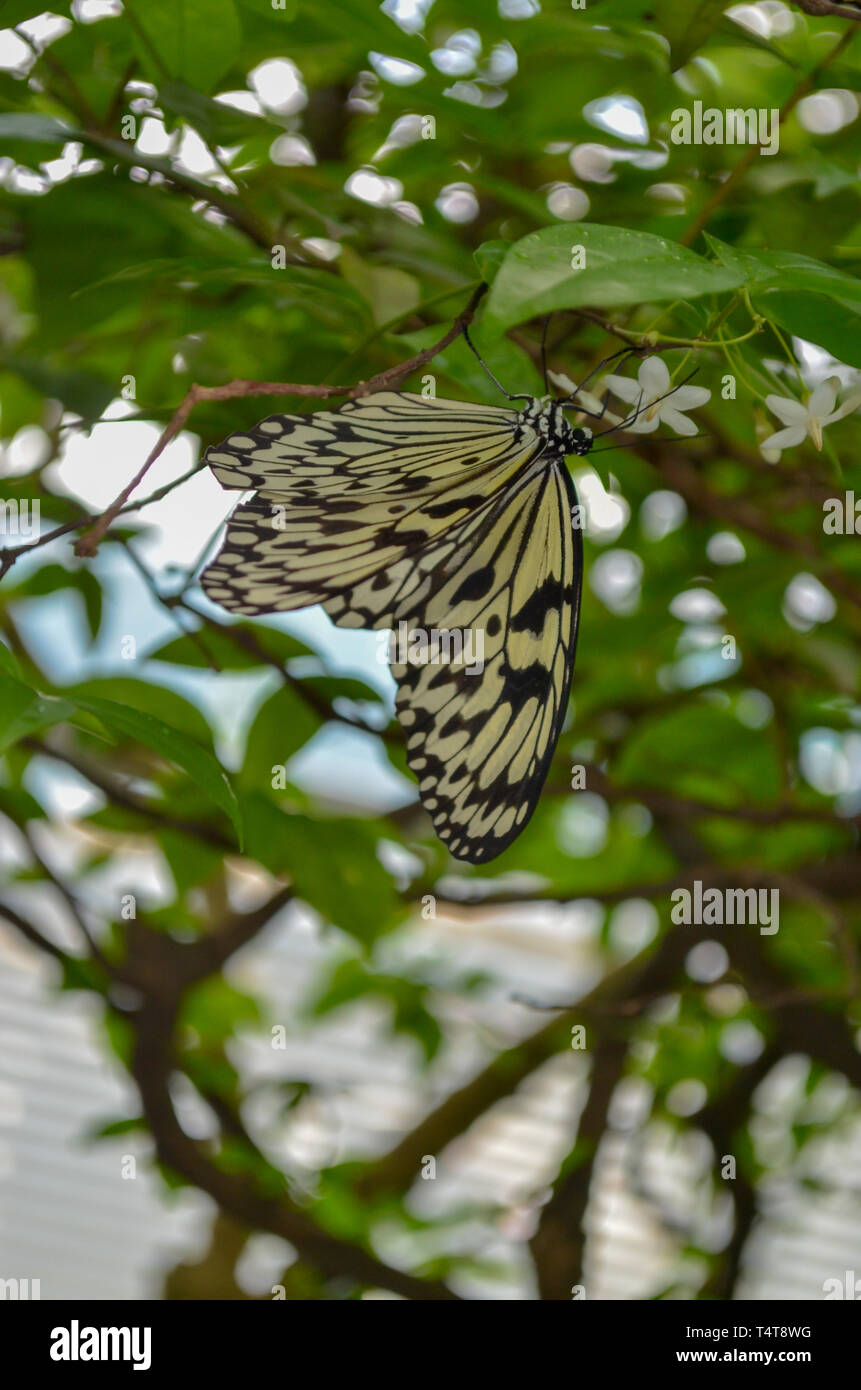 Papillon de Sri Lanka Banque D'Images