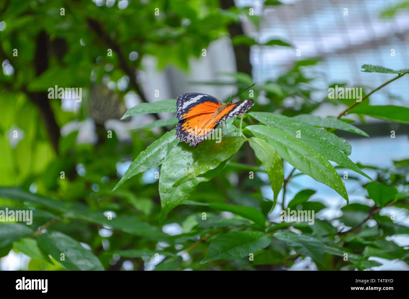 Papillon monarque dans le Jardin des Papillons Banque D'Images