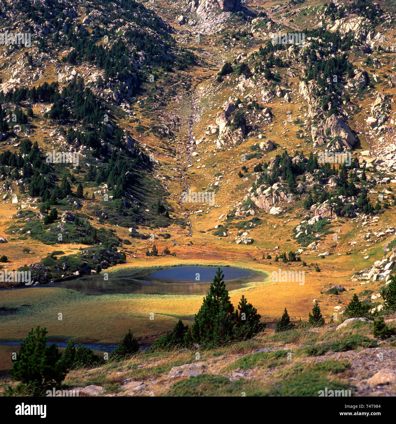 Dans le lac de Massif Carlit, Département Pyrénées-Orientales, région Languedoc-Roussillon, France, Europe Banque D'Images