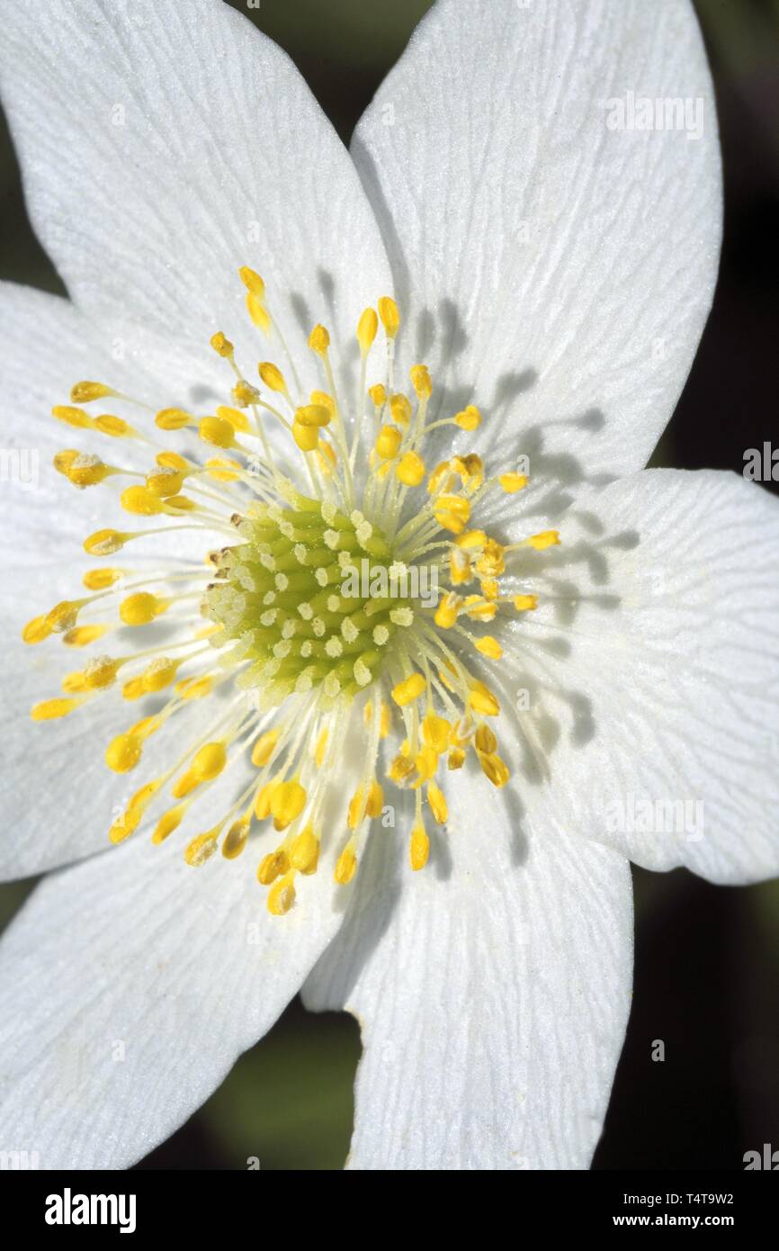 Fleurs anémone des bois (Anemone nemorosa) Banque D'Images