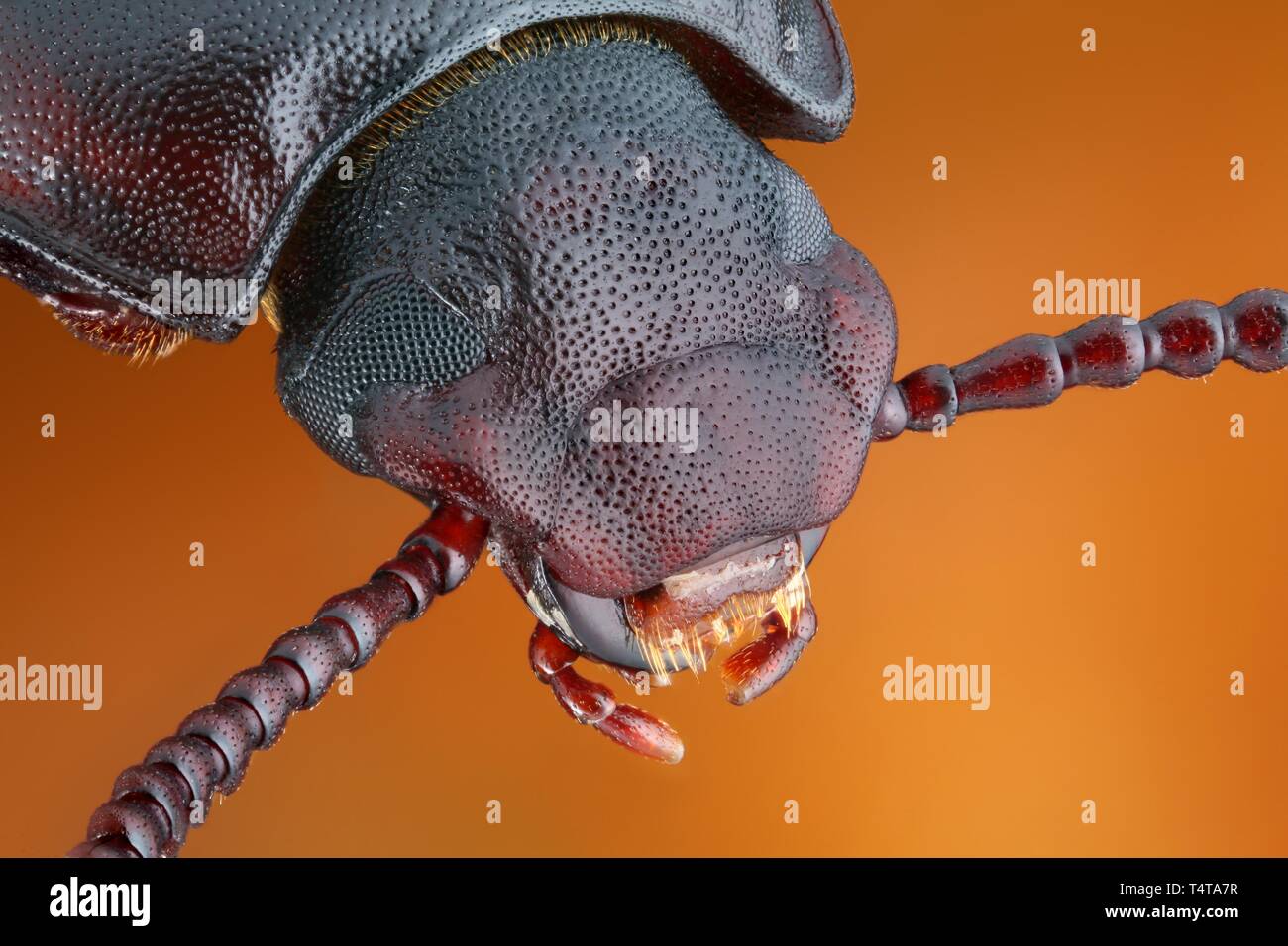 Beetle Banque D'Images
